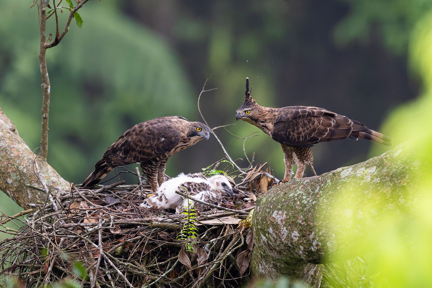 LMDH Wana Lestari: Melindungi Keanekaragaman Hayati melalui Birdwatching
