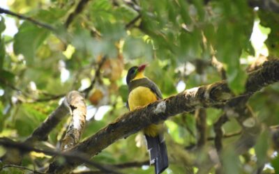 Mengapa Kita Harus Menjaga Burung? Suara Alam yang Tak Boleh Terbungkam
